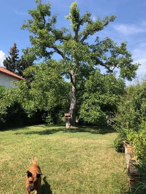 LIESING/Alterlaa - 230 m² living area on 840 m² plot with double garage