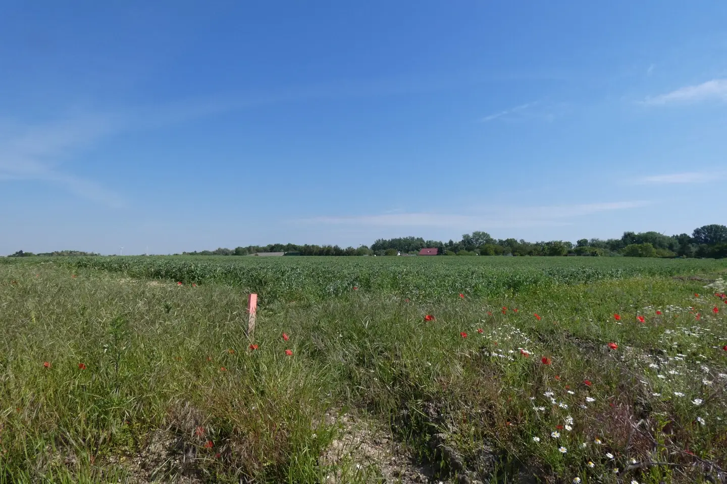 BAUGRUND IN JUNGER SIEDLUNG NÄHE WIEN BRATISLAVA