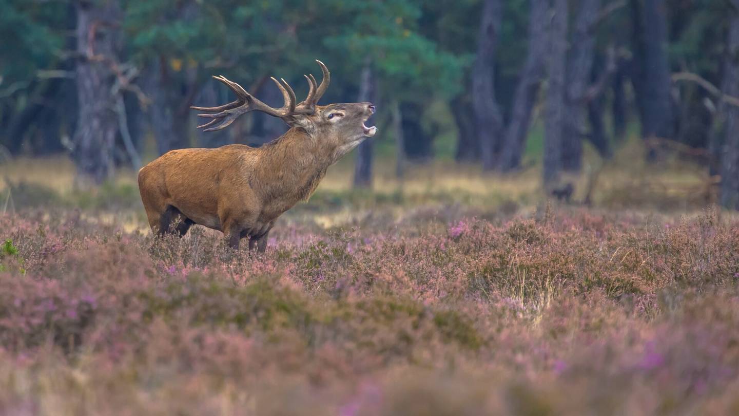 390 ha Waldbesitz mit 460 ha Jagdfläche