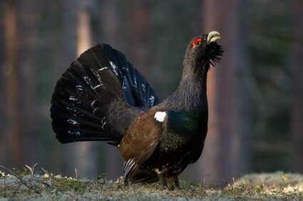 Wald / Forstbesitz / Eigenjagd verkaufen?