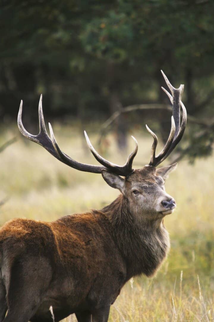 Wald / Forstbesitz / Eigenjagd verkaufen?