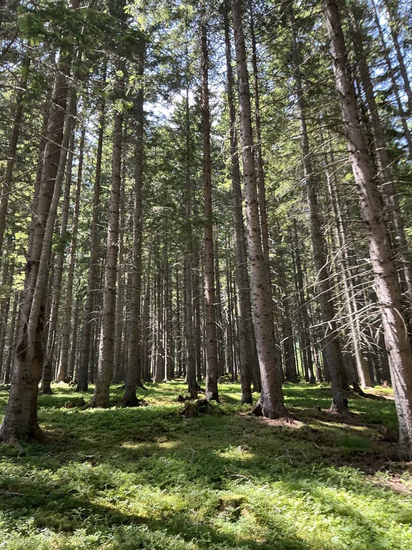 Wald / Forstbesitz / Eigenjagd verkaufen?