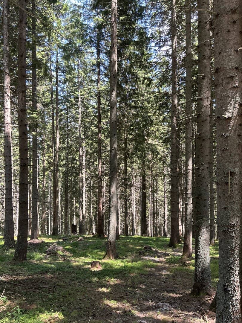 Eigenjagd in Kärnten kaufen!