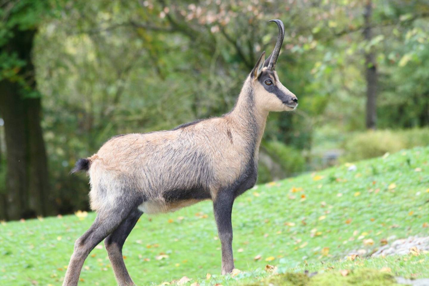 Eigenjagd in Kärnten kaufen!