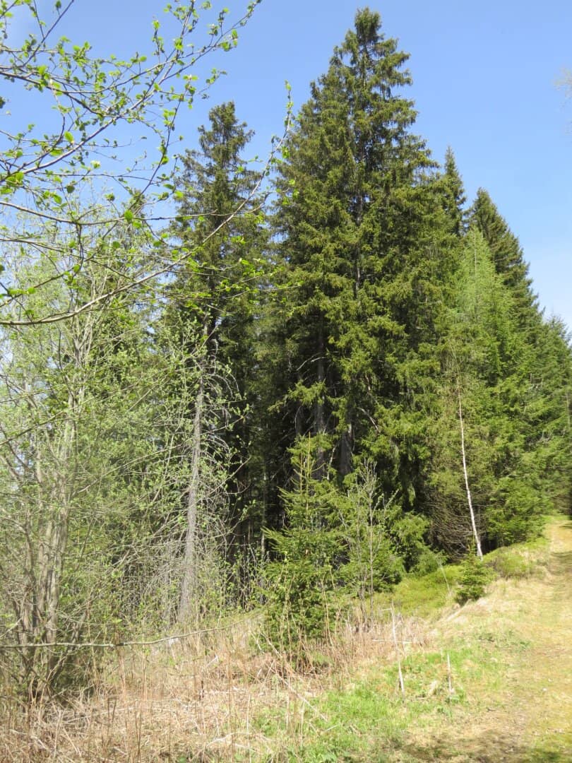 1123 m² allgemeines Wohngebiet in Hohentauern mit Baumbestand