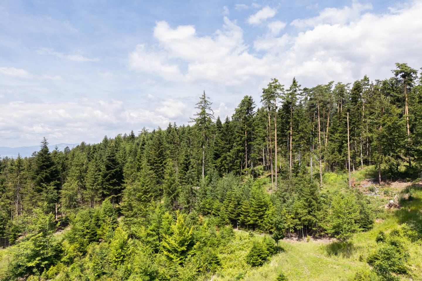 Waldgut "Auf der Schleinz"