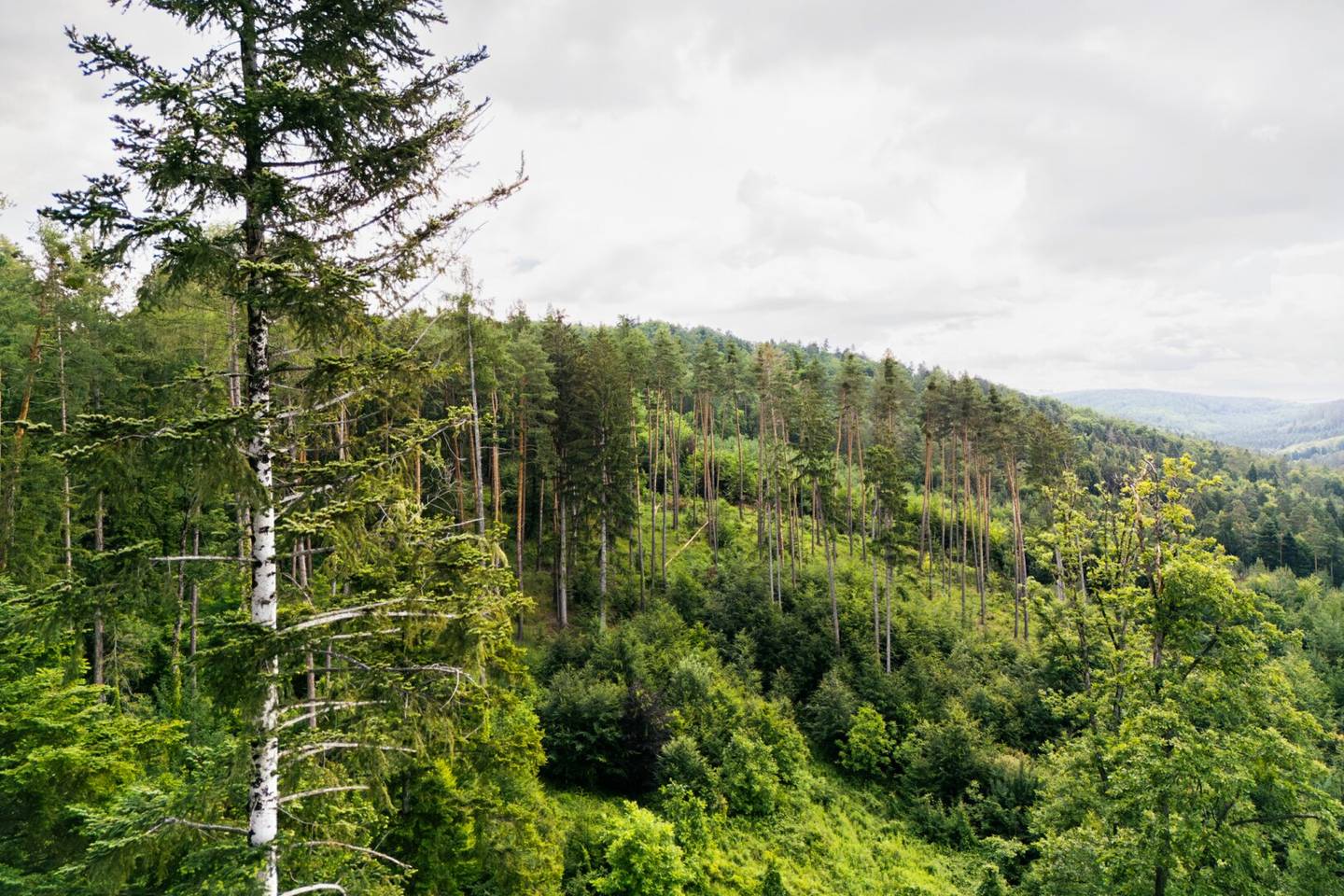 Waldgut "Auf der Schleinz"