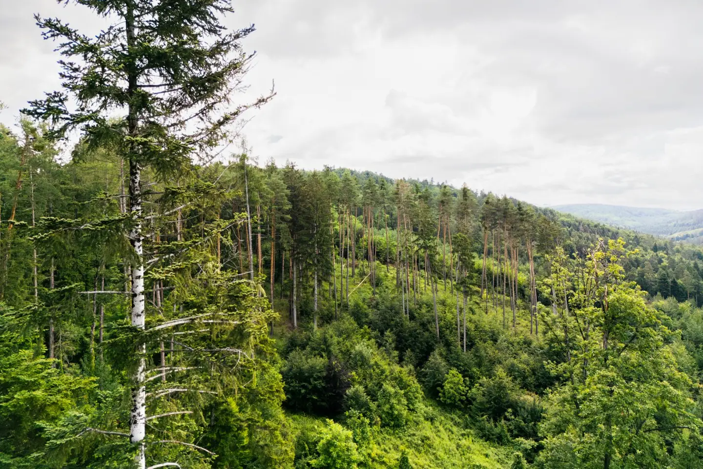 Forest estate Auf der Schleinz