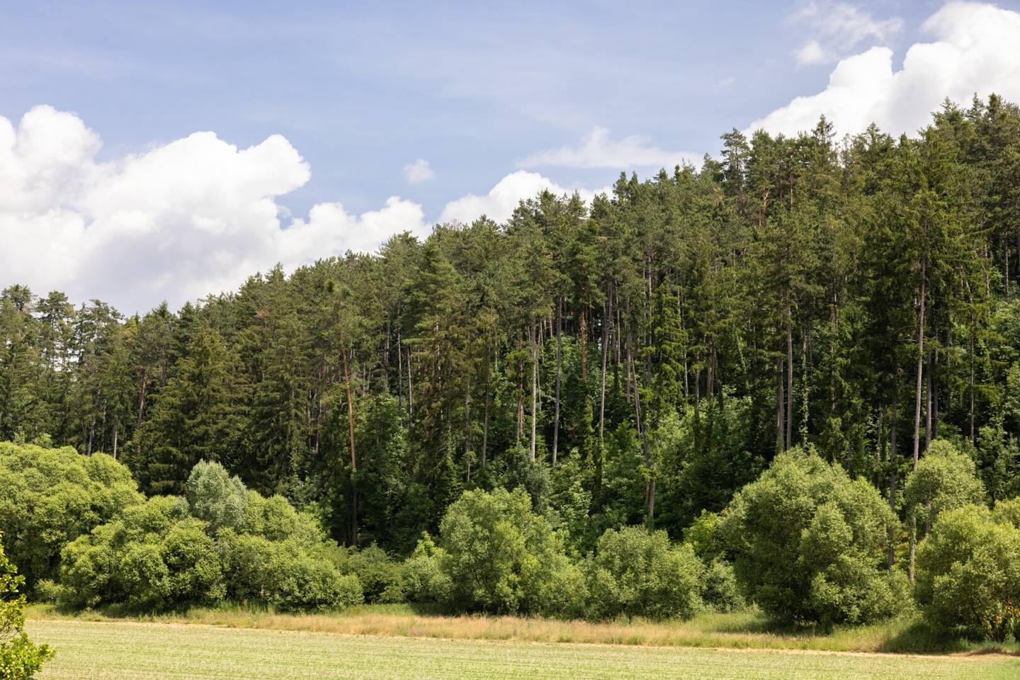 Waldgut "Auf der Schleinz"