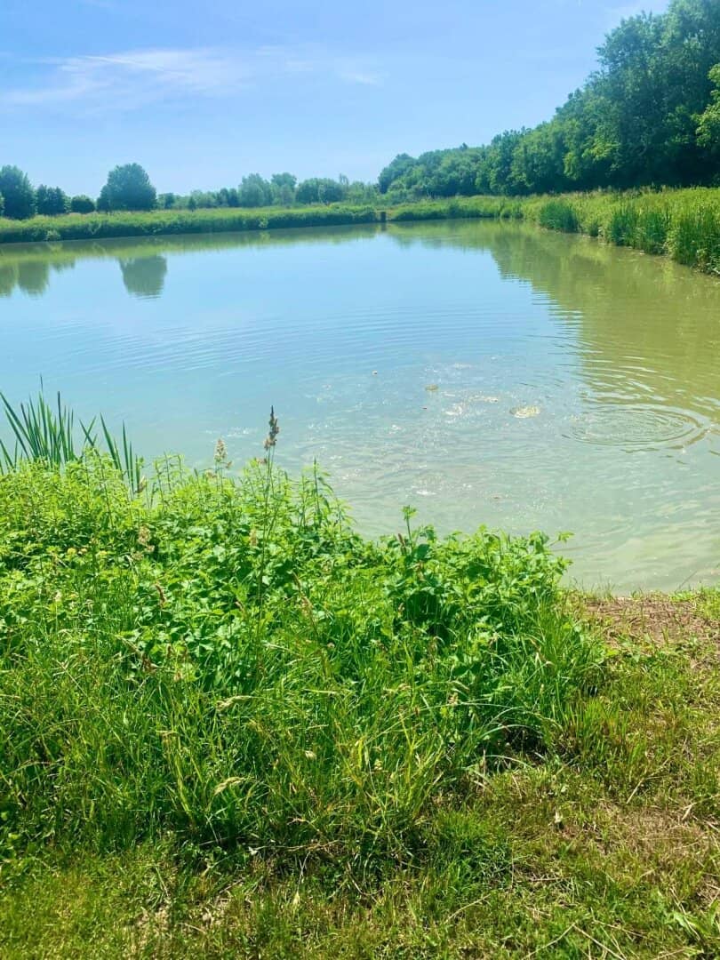 Ungarn: Tolle Fischteichanlage und Baugrund für  mehrere Chalets in ruhiger, sonnigen Alleinlage mit Potenzial !!!