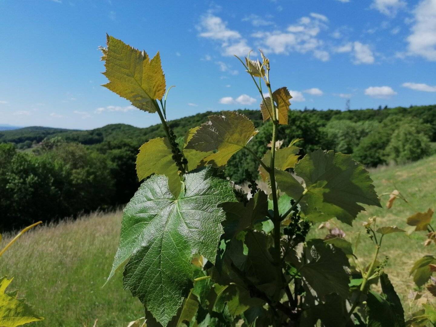 Charmantes Ferienhaus/Kleinwohnhaus in St. Anna am Aigen mit Garten und Fernblick