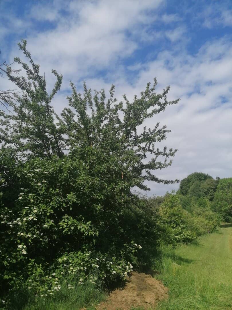 Building plot in a sunny hillside location ideal for weekend cottage