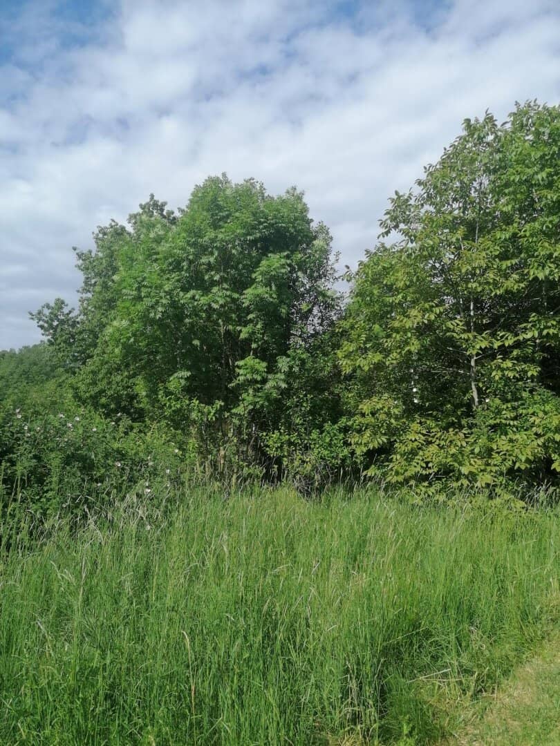 Building plot in a sunny hillside location ideal for weekend cottage