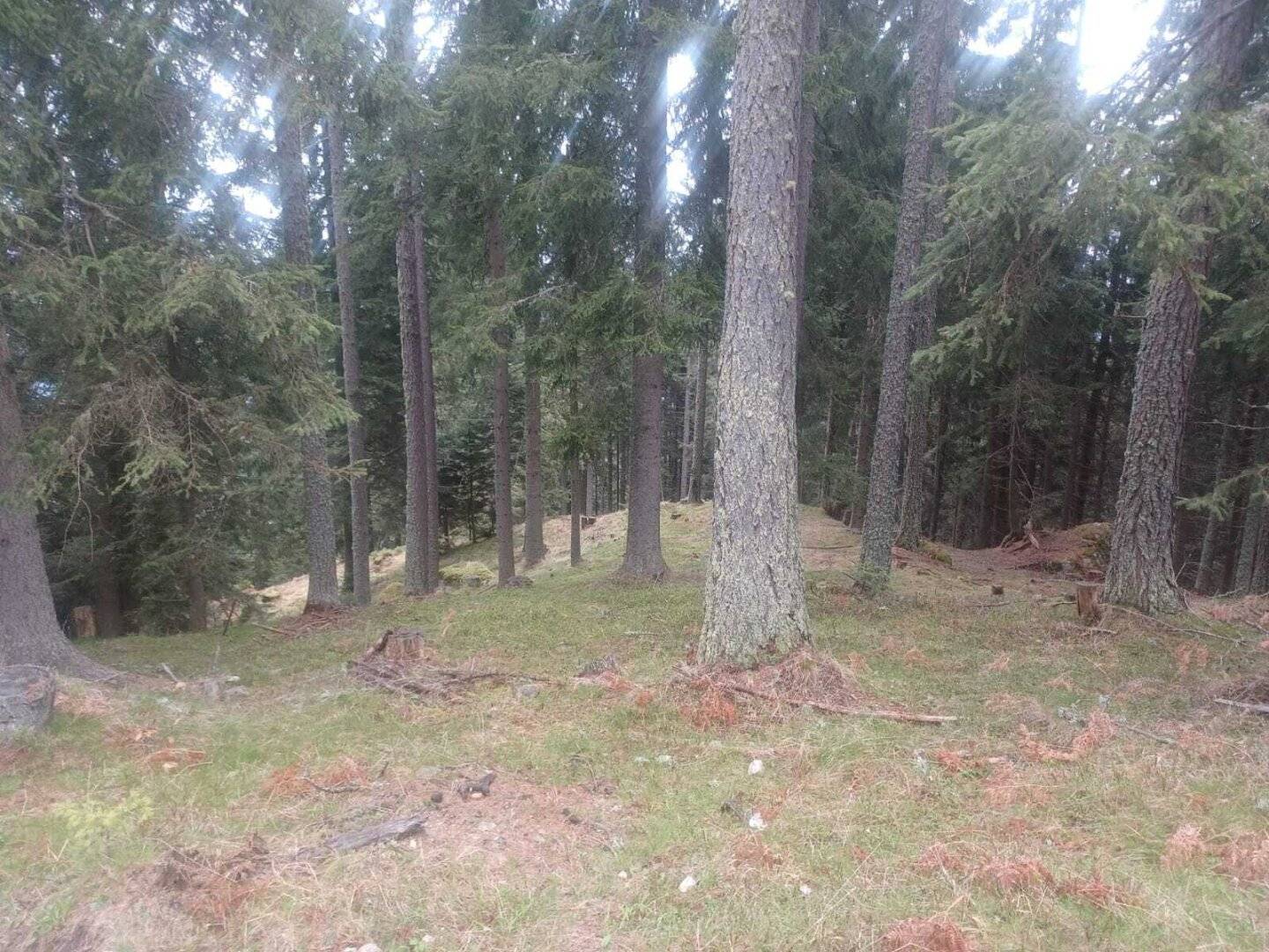 Waldgrundstück zu verkaufen!