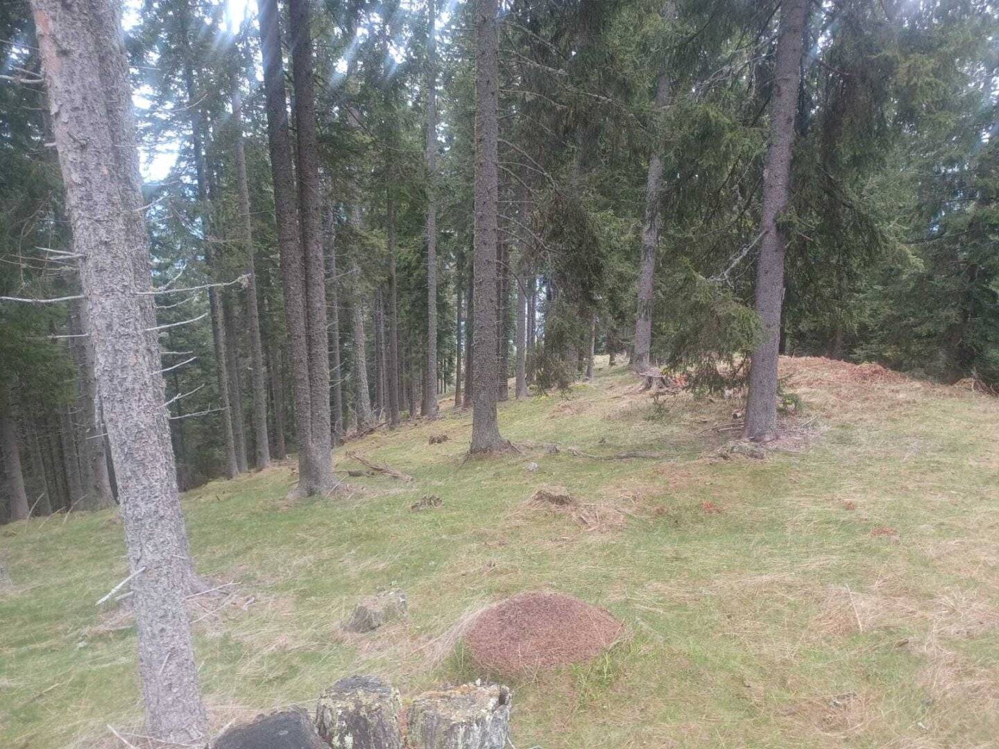 Waldgrundstück zu verkaufen!