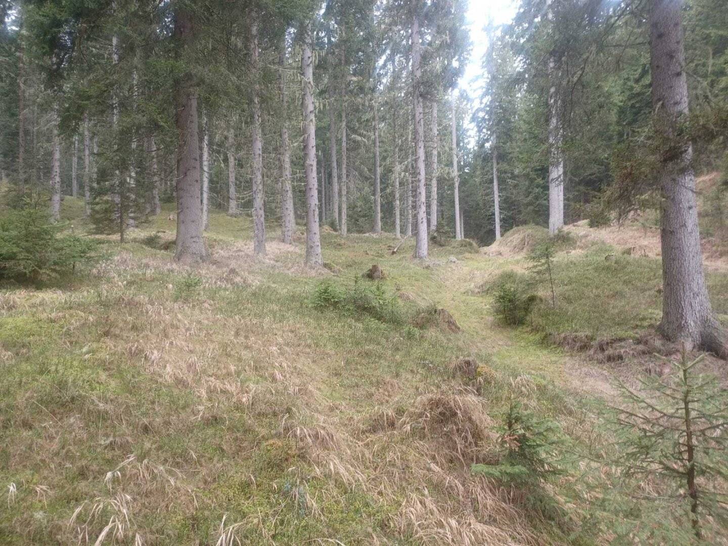 Waldgrundstück zu verkaufen!