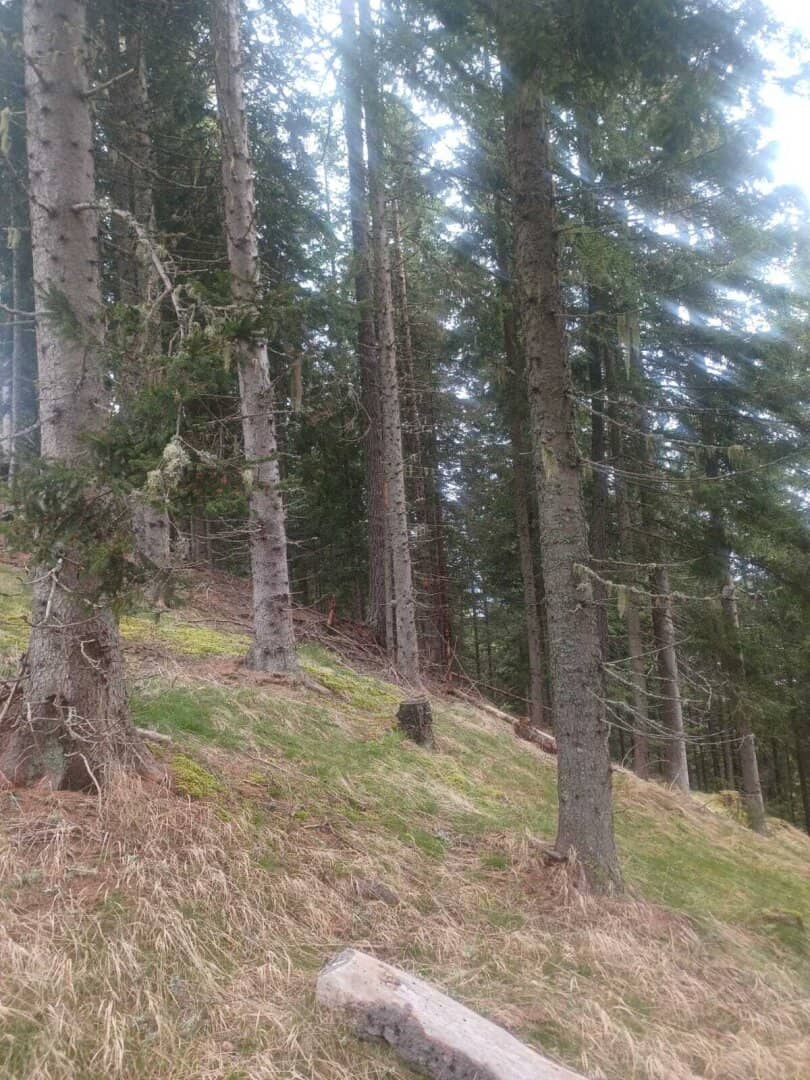 Waldgrundstück zu verkaufen!