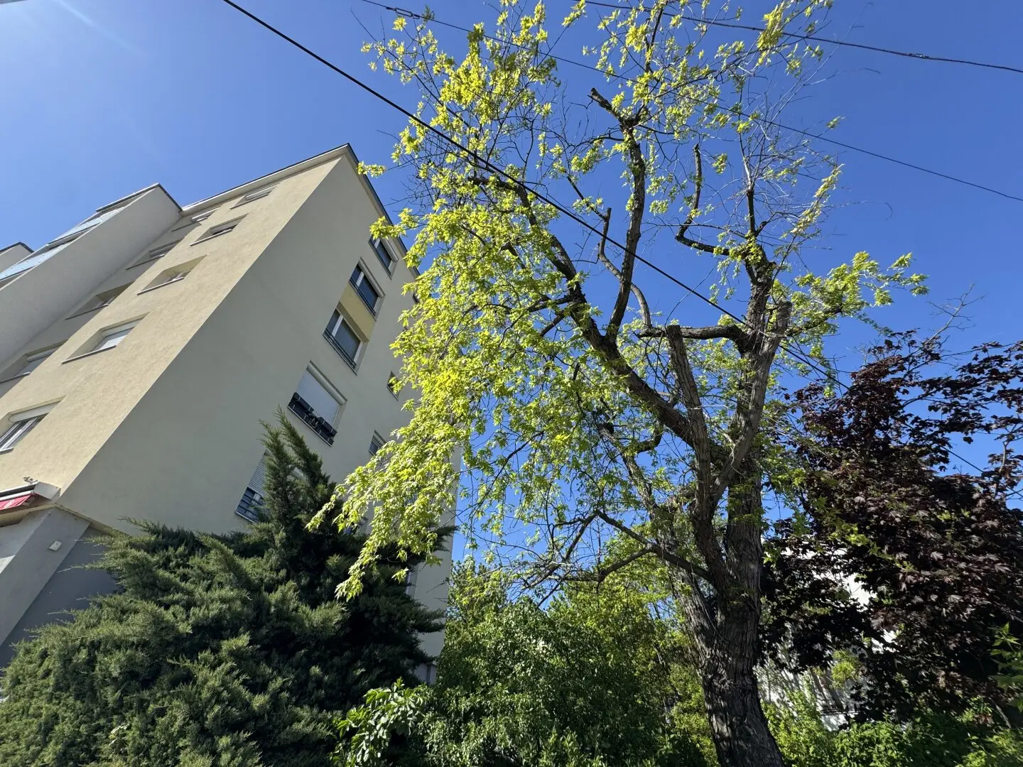 Beautiful apartment in good Hietzing location