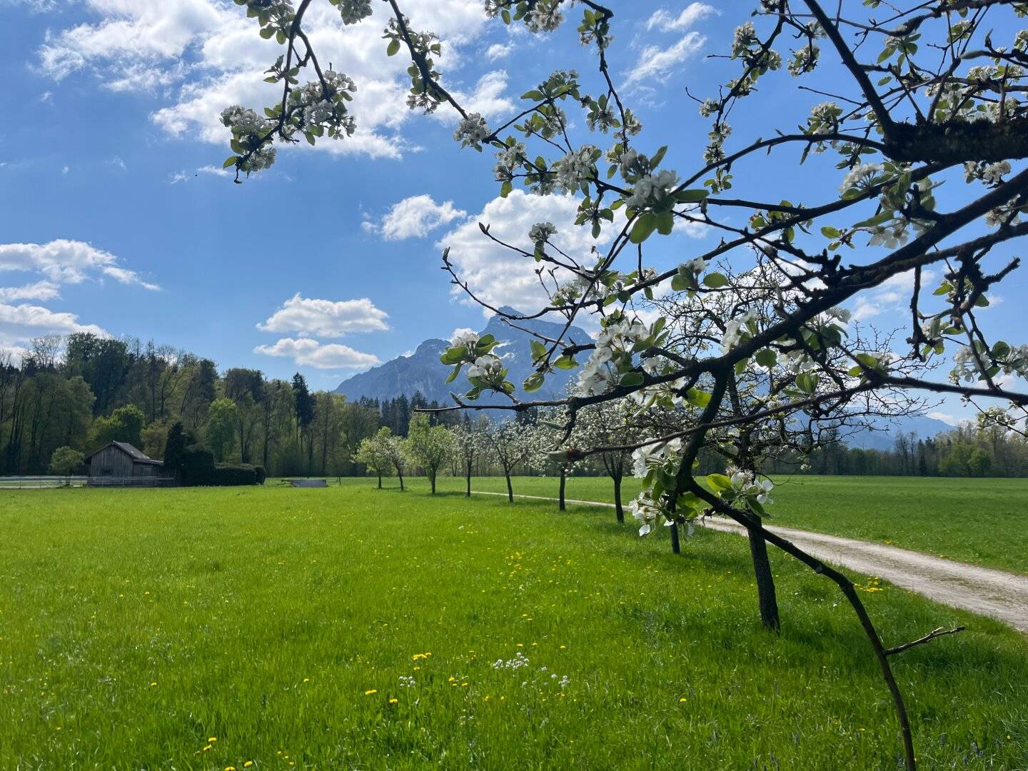 Der Ort für Ihr neues Zuhause... einmalige Traumlage in Salzburg - Morzg
