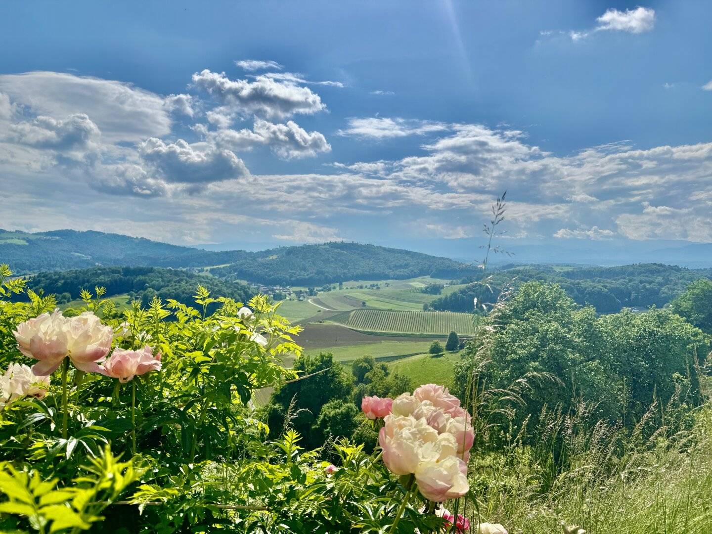 Lebensqualität mit Weingarten, Weinkeller & Arkadenhof - Wohnen, genießen & gestalten in einem wunderbaren Ensemble! Familienanwesen oder außergewöhnlicher Ort für Seminare, Kultur und Genuss.