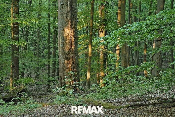 Waldparzellen in Görtschach und Vorderberg