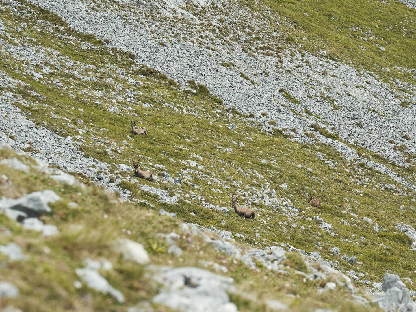 Erstklassige Kärntner Gamsjagd im Gebirge