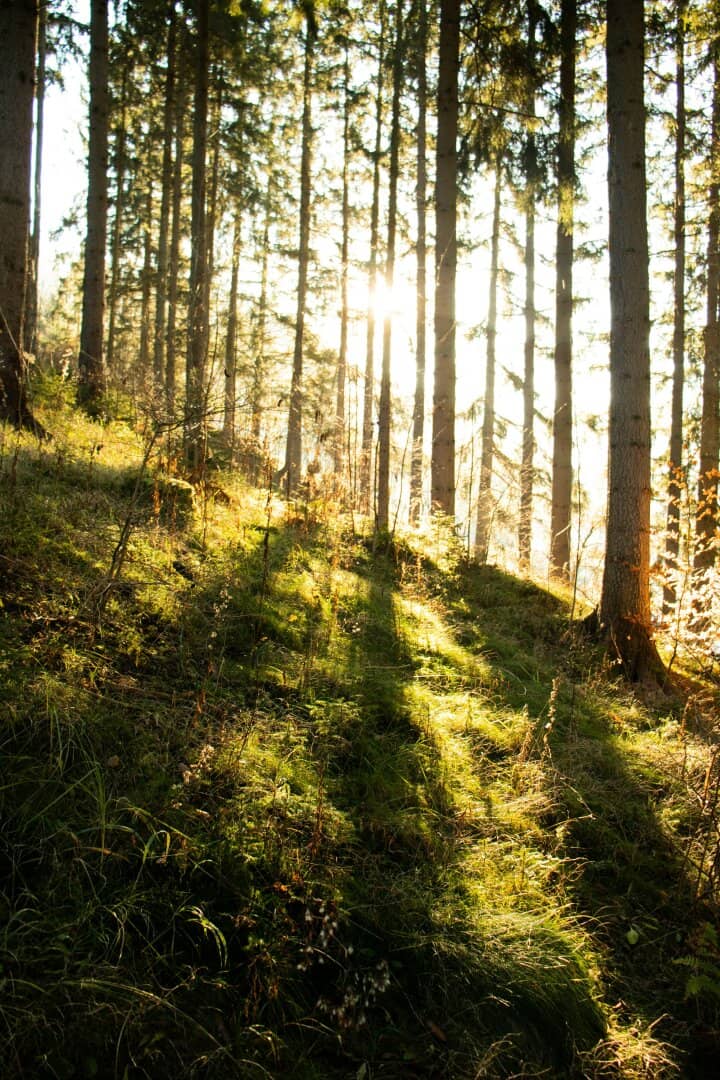 Top Eigenjagd mit forstlichem Altbestand | Jagdhaus | Rotwild, Gams, Muffel, Rehwild | top Rotwildgebiet