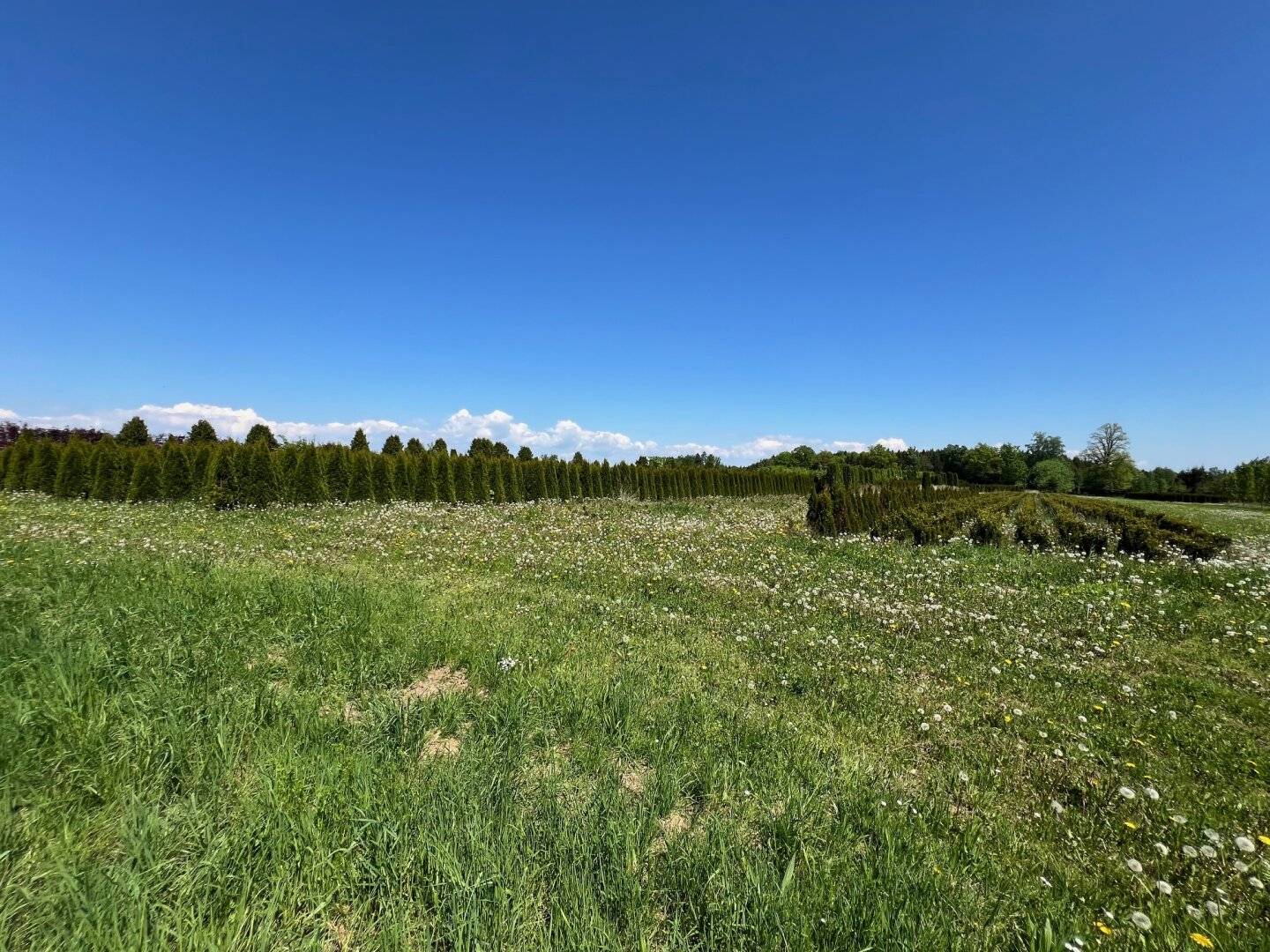 Landwirtschaftliche Nutzflächen in Weißkirchen an der Traun