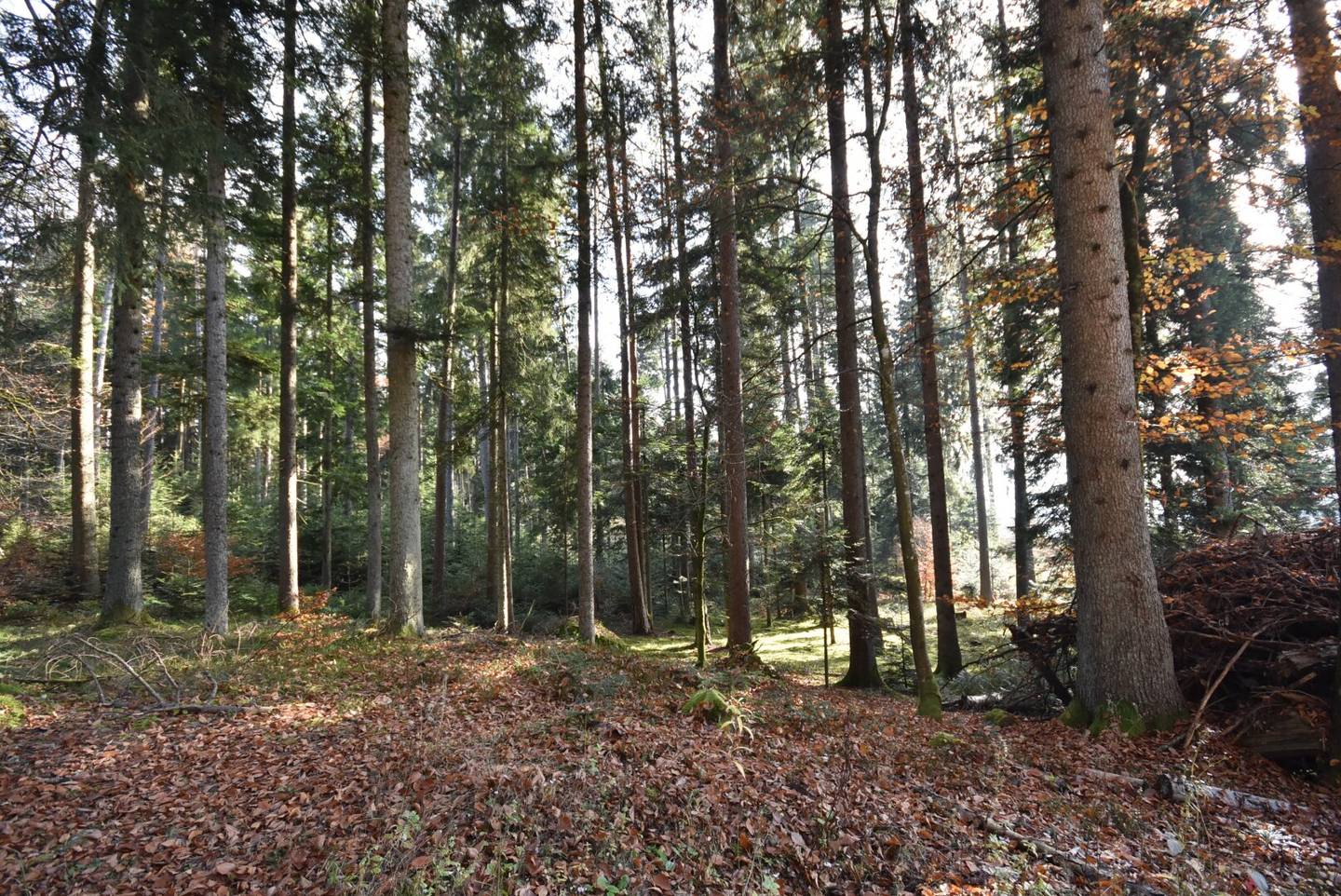 Wald-/ und Grünflächen in guter Lage