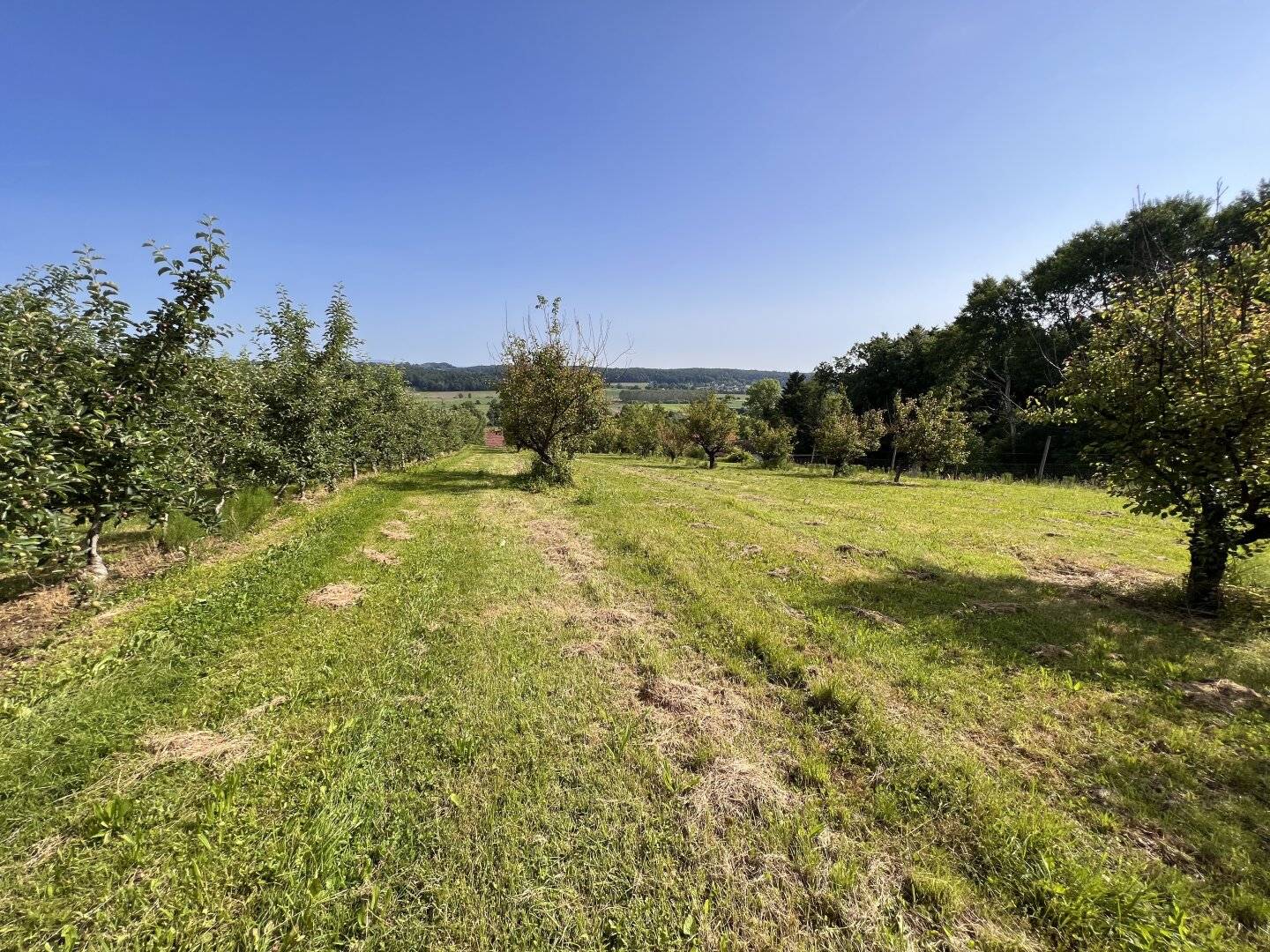 Landwirtschaftliche Fläche mit Obstbaukulturen ca. 1,2 ha zu verkaufen.