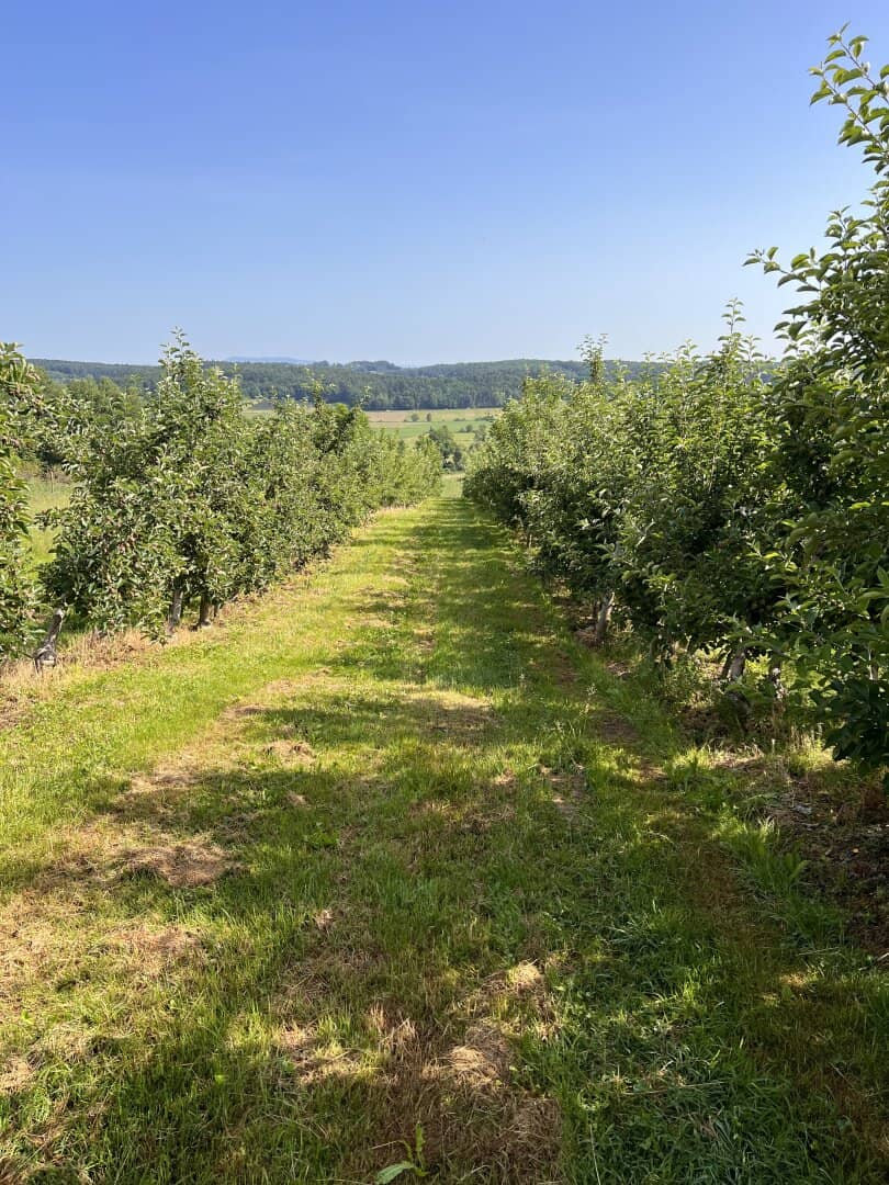 Landwirtschaftliche Fläche mit Obstbaukulturen ca. 1,2 ha zu verkaufen.