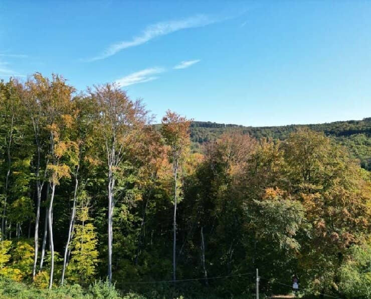 Wienerwald Südhang: Einfamilienhaus mit Potenzial in Mauerbach an der Stadtgrenze Wiens (2 km)
