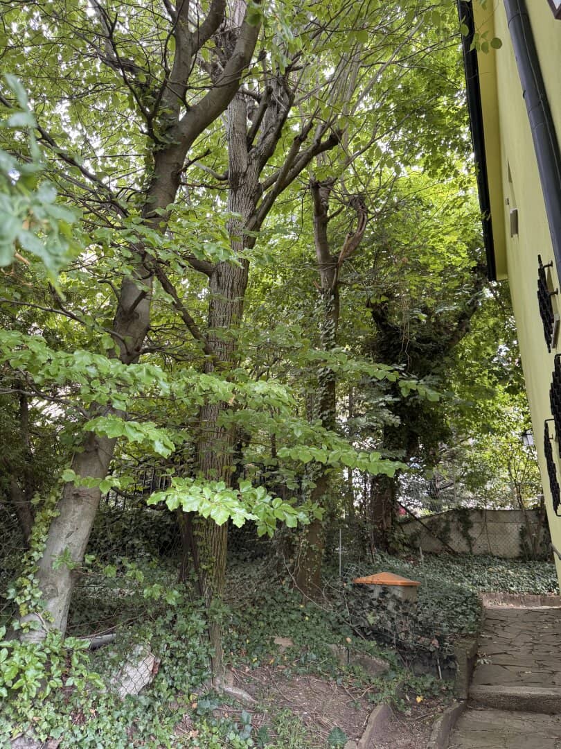 Ihr neues Zuhause am Küniglberg