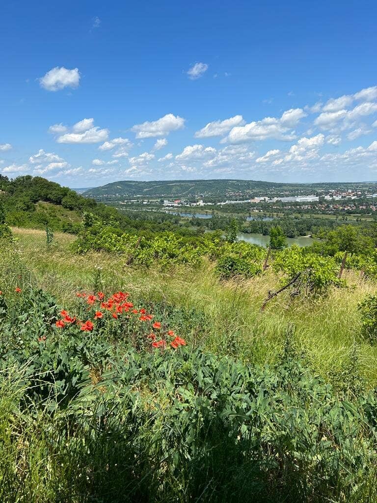 +++Traumhaftes Grundstück mit Garten und Fernblick in 1190 Wien - nur 560.000,00 €++