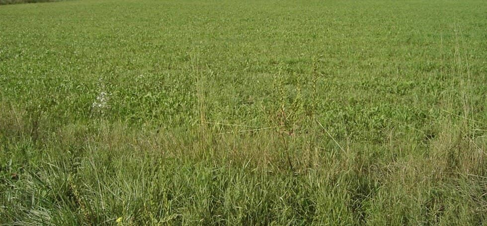 2 Grundstücke Seiersberg-Pirka, landwirtschaftlich als Acker genützt (drainagierte Flächen), Nahe der Packerstraße