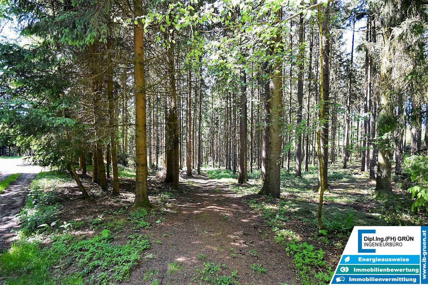 Bestens bewirtschafteter Wald (ca. 2,56 ha) mit Top-Zufahrt & Holzlagerplatz