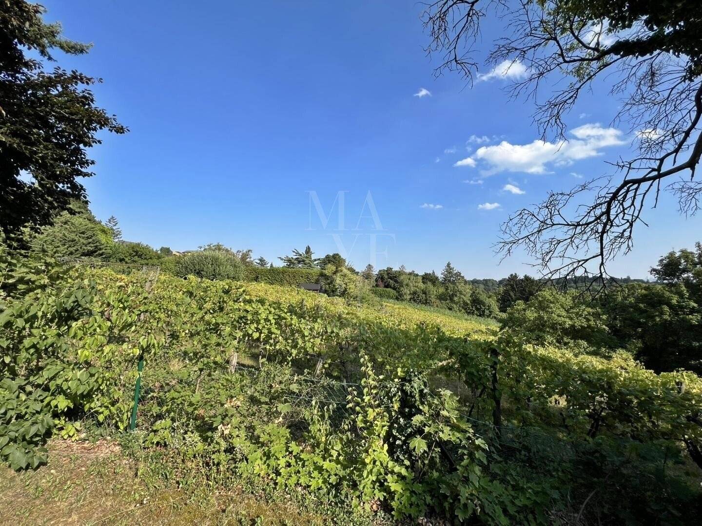 Einfamilienhaus mit über 1000 m² Eigengarten inmitten der Weinberge
