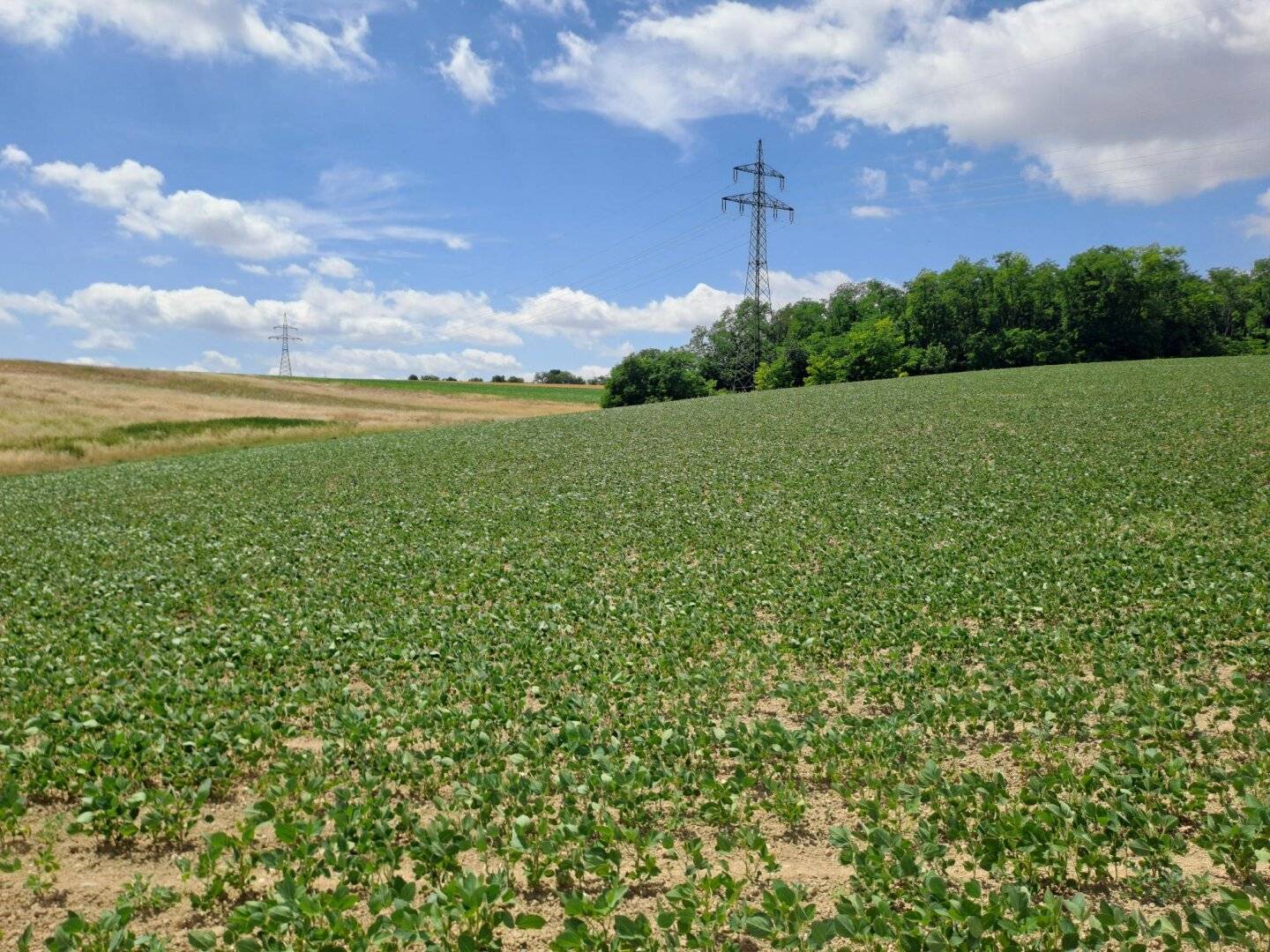 Landwirtschaftliche Fläche in Moosbrunn – 37.000 m². Kaufpreis auf Anfrage!