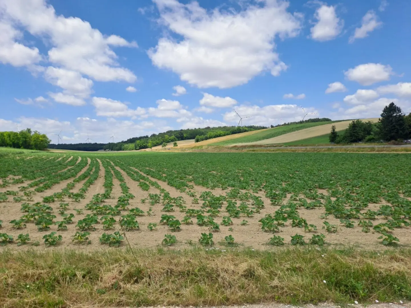 Landwirtschaftliche Fläche in Himberg – 39.330 m². Kaufpreis auf Anfrage!