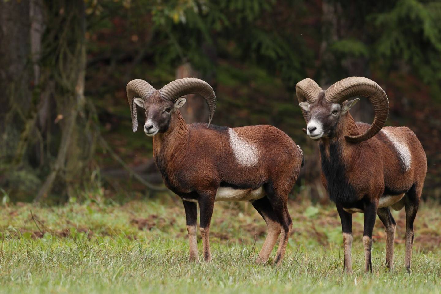300 ha Private hunting grounds in Lower Austria