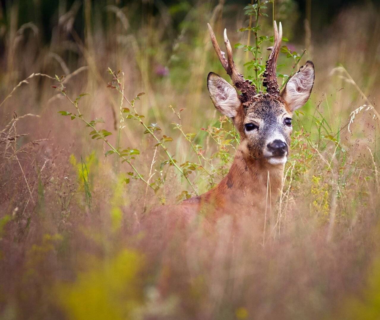 300 ha Private hunting grounds in Lower Austria