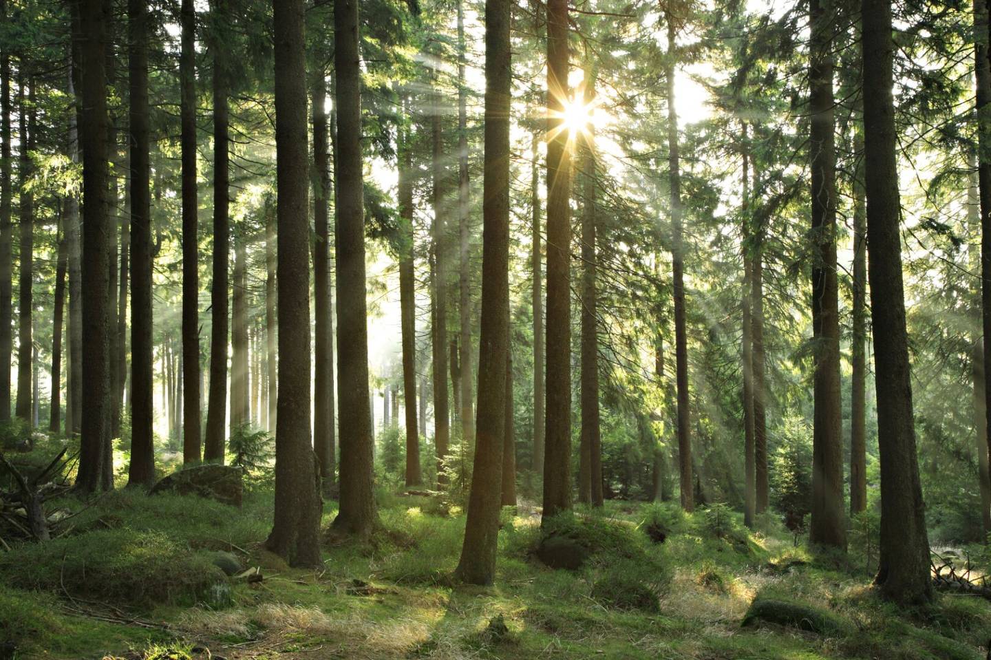 300 ha Private hunting grounds in Lower Austria