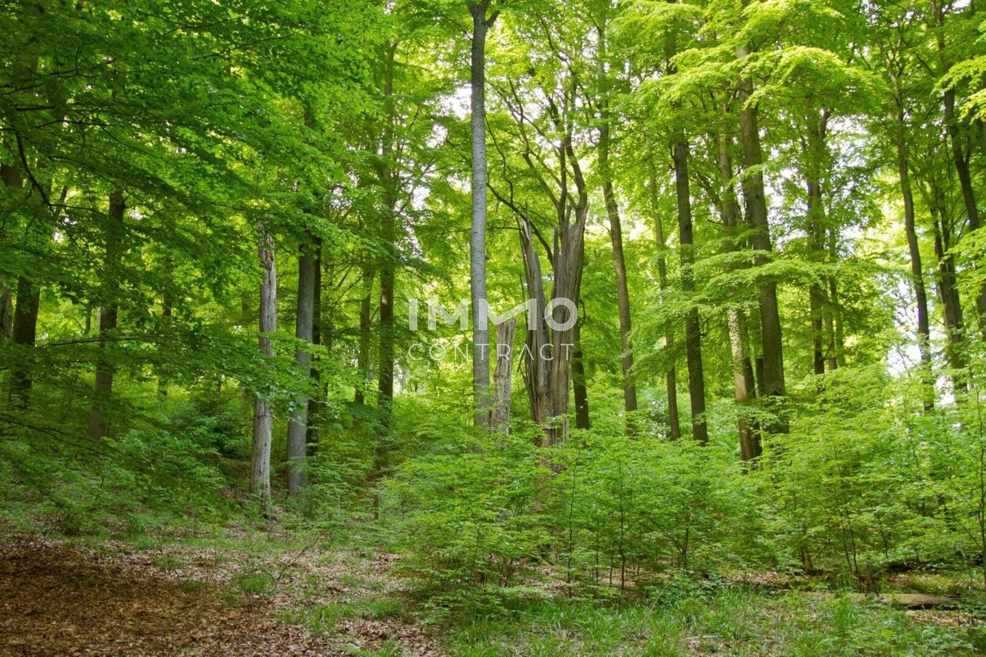 FOREST 13,000 m² GRAZ WEINITZEN