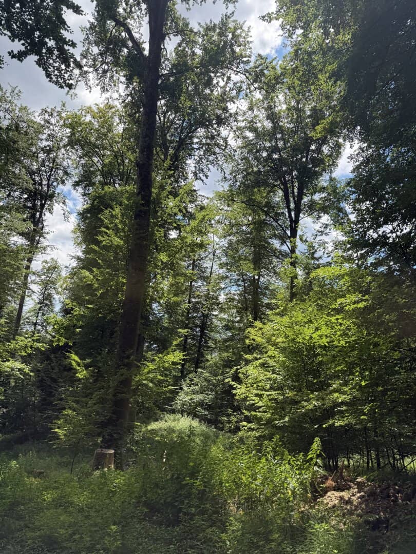 9,2 ha Wald nahe Gleisdorf