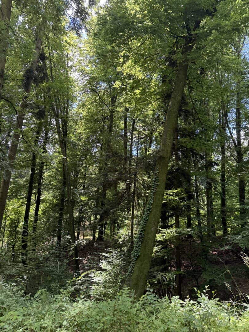 9,2 ha Wald nahe Gleisdorf