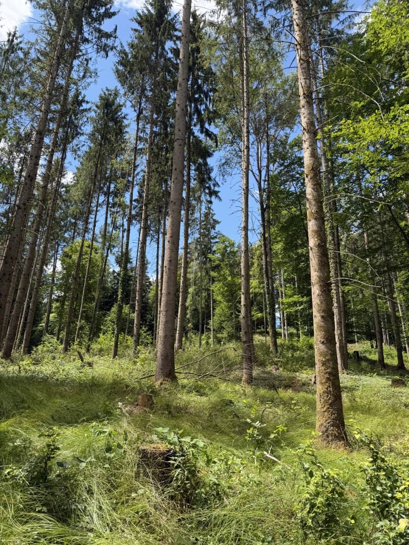 9,2 ha Wald nahe Gleisdorf