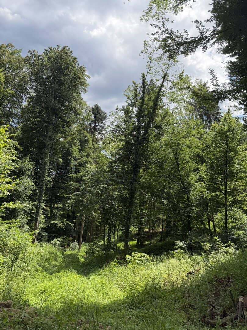 9,2 ha Wald nahe Gleisdorf