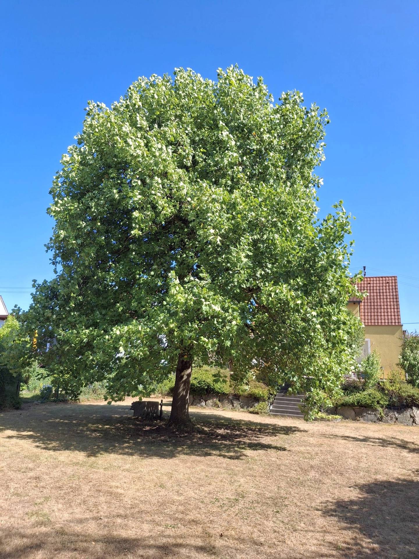 Stilvoll saniert mit großem Garten Familienwohnung