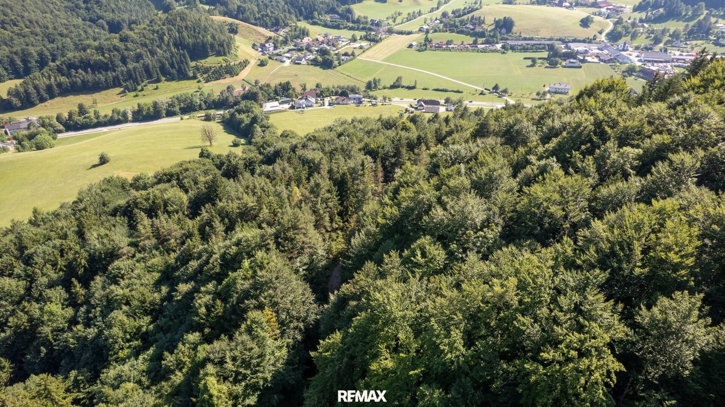 Naturnaher Mischwald mit ausgewogenem Laub- und Nadelholzbestand