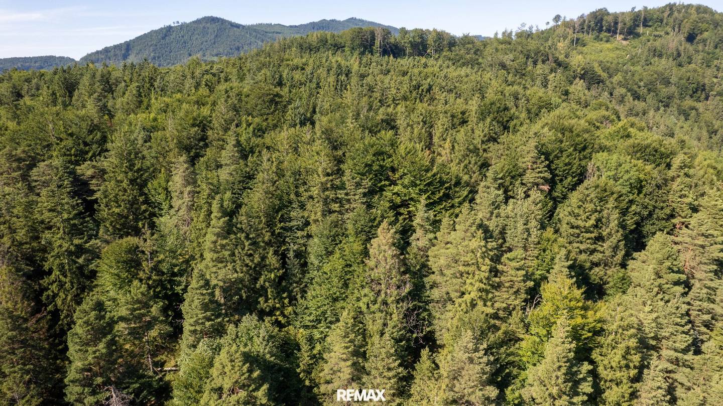 Naturnaher Mischwald mit ausgewogenem Laub- und Nadelholzbestand